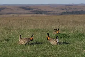 Lekking: Greater Prairie Chicken males displaying