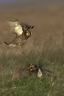 Lekking: Greater Prairie Chicken males fighting