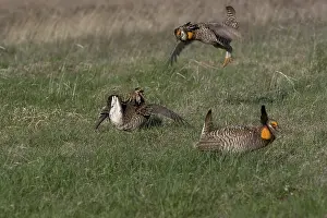 Lekking: Greater Prairie Chicken males fighting and display