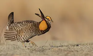 Dancing: Greater prairie chicken, morning dance