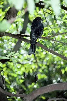 Drongo: Greater Racket-tailed Drongo