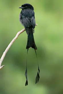 Drongo: Greater Racket-tailed Drongo