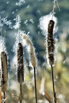 Cattail: Greater REED-MACE / Bulrush / Common Cattail