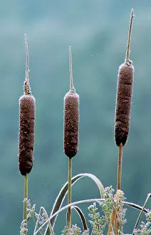 Cattail: Greater REED-MACE / Bulrush / Common Cattail -