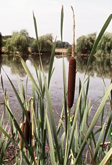 Pods: Greater REED-MACE / Bulrush / Common Cattail