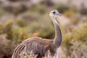 Rhea: Greater Rhea