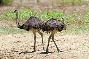 Greater Rhea