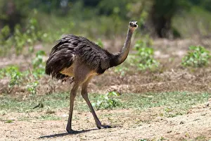 Greater Rhea