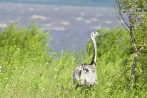 Uruguay: Greater Rhea