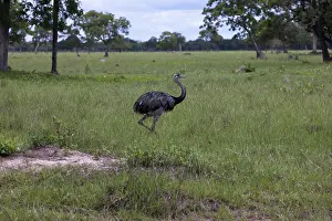 Rheas: Greater Rhea