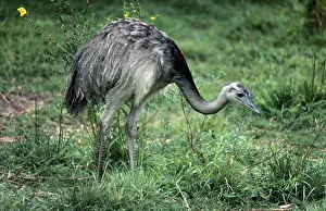 Rheas: Greater Rhea