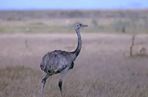 Rheas: Greater Rhea