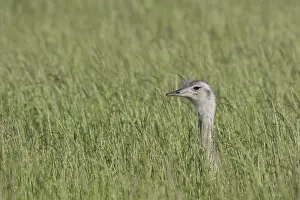 Rheas: Greater Rhea - adult female - Germany