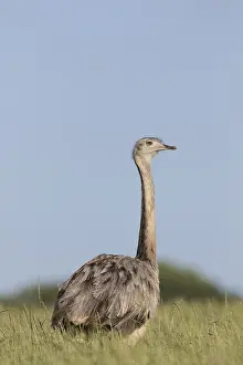 Rheas: Greater Rhea - adult female - Germany