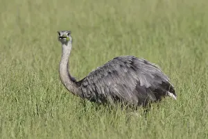 Rheas: Greater Rhea - adult female - Germany