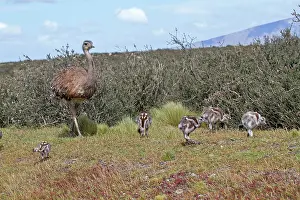 Rheas: Greater Rhea adult male and young
