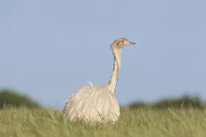 Rheas: Greater Rhea - adult white rhea - Germany