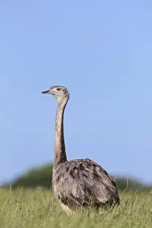 Ring: Greater rhea, American rhea (Rhea americana), and