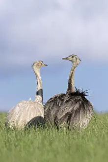 Ring: Greater rhea, American rhea (Rhea americana), and