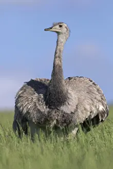 Ring: Greater rhea, American rhea (Rhea americana), and