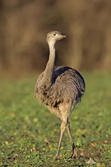 Rheas: Greater Rhea female