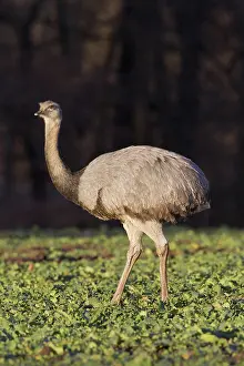 Rheas: Greater Rhea female