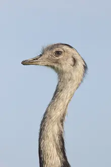 Rheas: Greater Rhea - female portrait - Germany