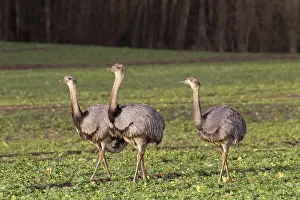Rheas: Greater Rhea flock