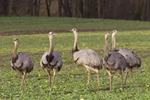 Rheas: Greater Rhea flock