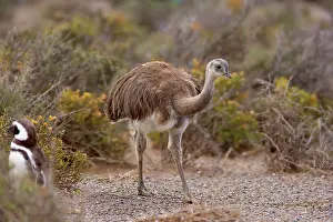Rhea: Greater Rhea - foraging in Magellanic Penguin (Spheniscus
