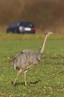 Rheas: Greater Rhea male