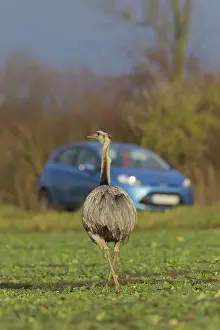Rheas: Greater Rhea male