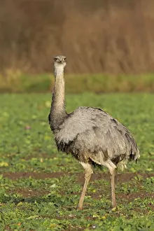 Rheas: Greater Rhea male