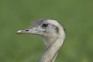 Rheas: Greater Rhea male