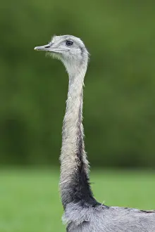 Rheas: Greater Rhea male