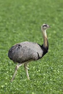 Rheas: Greater Rhea male