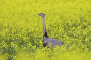 Rheas: Greater Rhea male in flowering rape field