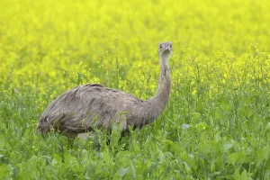 Rheas: Greater Rhea male in flowering rape field
