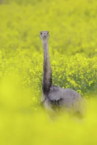 Rheas: Greater Rhea male in flowering rape field