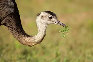 Rhea: Greater Rhea - portrait of an adult feeding on herbs
