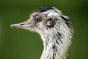 Americana: Greater Rhea (Rhea americana), adult male, portrait
