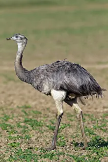 Ratite: Greater Rhea (Rhea americana), female native to
