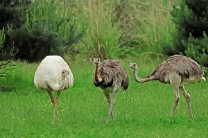 Rheas: Greater Rhea (Rhea americana), native to South America