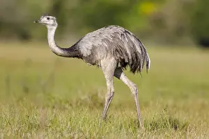 050419: Greater Rhea (Rhea americana) walking in grassl