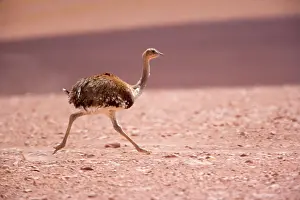 Rhea: Greater Rhea - running
