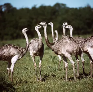 Rheas: GREATER RHEA - standing in a group