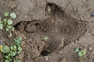 Rheas: Greater Rhea track