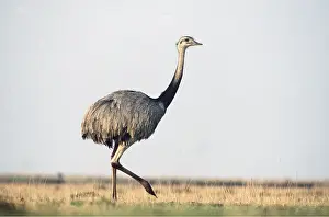 Rheas: GREATER RHEA - walking