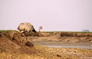 Rheas: GREATER RHEA - walking
