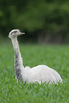 Rheas: Greater Rhea white bird